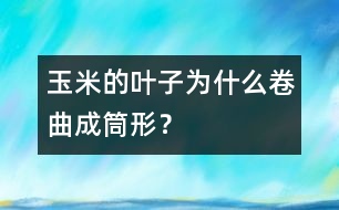 玉米的葉子為什么卷曲成筒形？