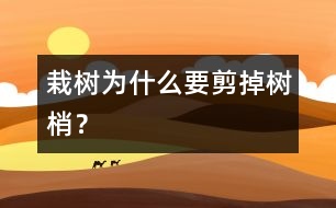 栽樹為什么要剪掉樹梢？