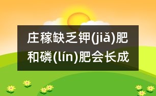 莊稼缺乏鉀(jiǎ)肥和磷(lín)肥會(huì)長成什么樣？