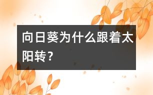 向日葵為什么跟著太陽(yáng)轉(zhuǎn)？