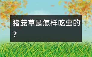 豬籠草是怎樣“吃”蟲的？