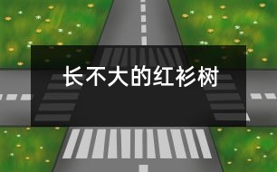 長(zhǎng)不大的紅衫樹(shù)